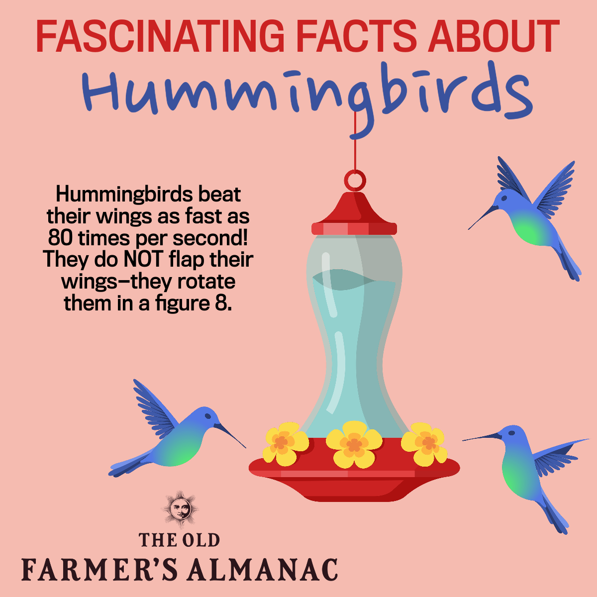 Fascinating Hummingbird Facts 5276
